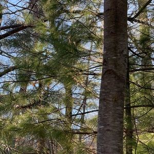 Meet your Posher, Zavian